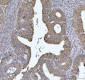 Anti-FEN1 Antibody Picoband™ (monoclonal, 7D11D7)